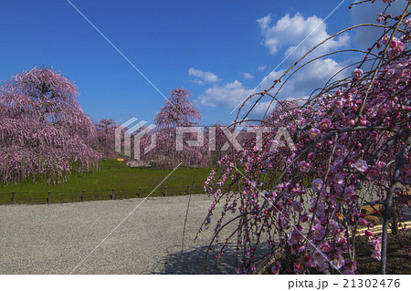 suzuka no mori teien plum/ume shirade blossom 21302476