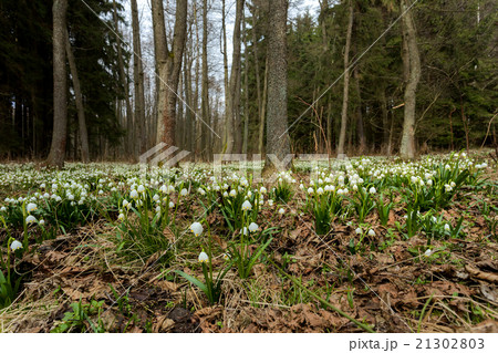 early spring snowflake flowers 21302803