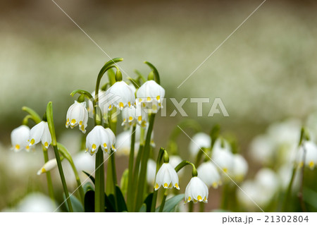 early spring snowflake flowers 21302804