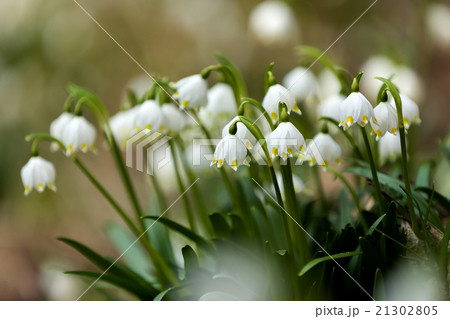 early spring snowflake flowers 21302805