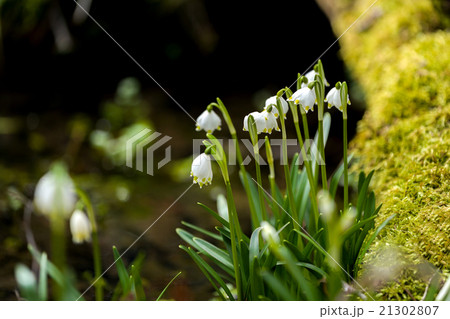 early spring snowflake flowers early spring snowflake flowers 21302807