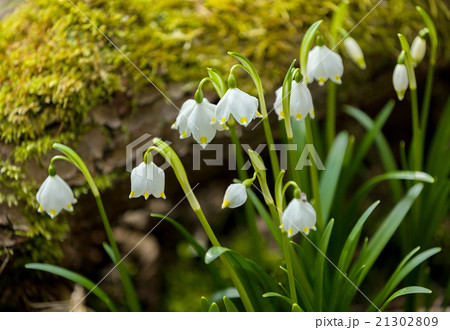 early spring snowflake flowers 21302809