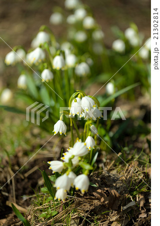 early spring snowflake flowers 21302814