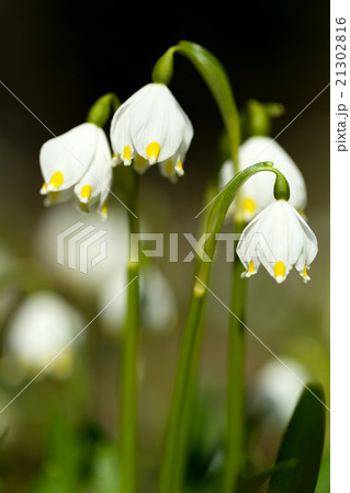 early spring snowflake flowers 21302816