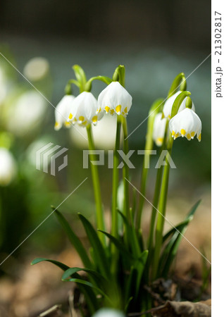 early spring snowflake flowers 21302817