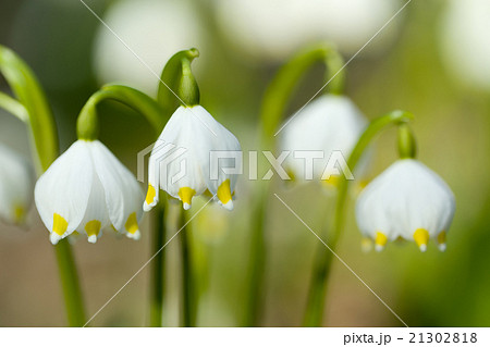 early spring snowflake flowers early spring snowflake flowers 21302818