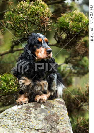 portrait of sitting english cocker spaniel 21302942