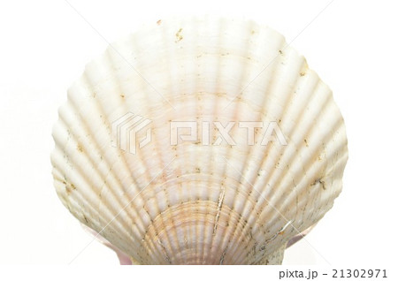 ホタテ貝 白背景 ホタテ貝 白背景 21302971