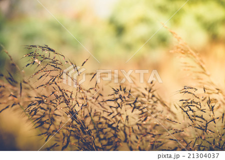 fresh tropical meadow background fresh tropical meadow background 21304037