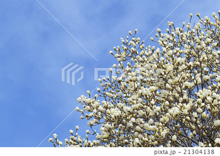 ハクモクレン(白木蓮) ハクモクレン(白木蓮) 21304138