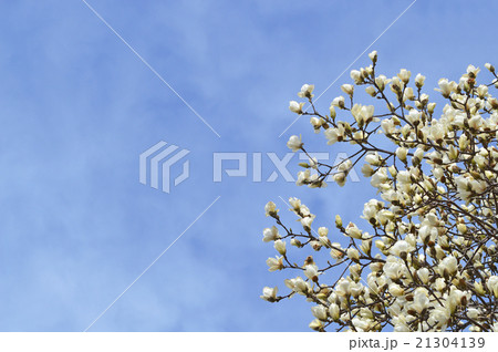 ハクモクレン（白木蓮） 21304139