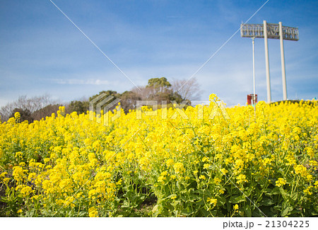 神戸総合運動公園の菜の花の写真素材