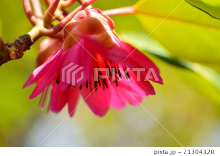 ロードレイア・ヘンリー 21304320