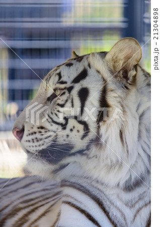 ホワイトタイガー 21304898