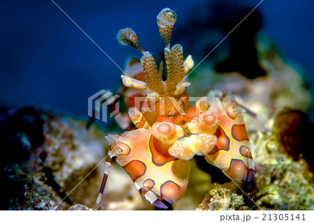 フリソデエビ 21305141