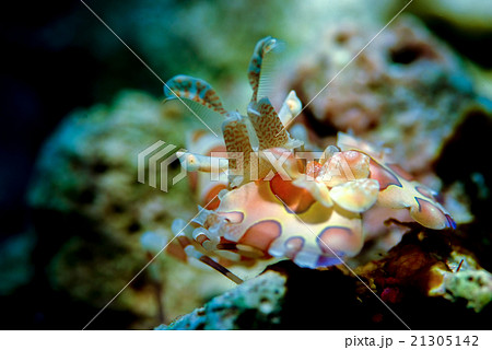 フリソデエビ 21305142