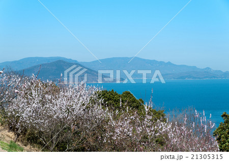 梅の花と瀬戸内海 梅の花と瀬戸内海 21305315