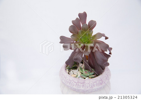 多肉植物 succulent plant 多肉植物 succulent plant 21305324