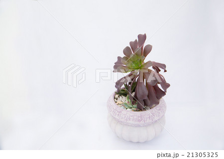 多肉植物 succulent plant 多肉植物 succulent plant 21305325