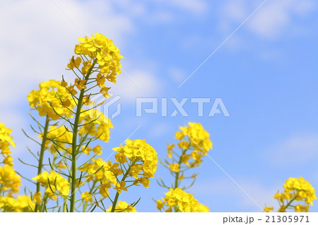 菜の花 21305971
