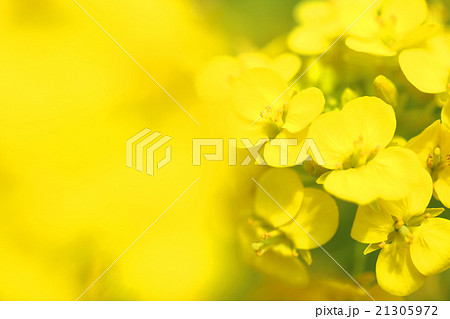 菜の花 21305972