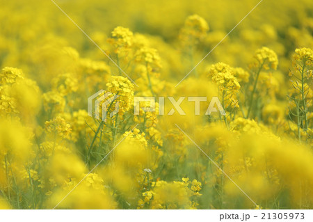 菜の花 21305973