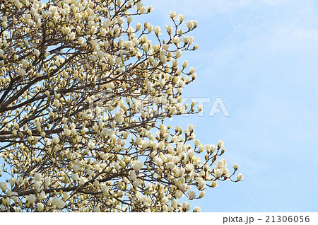 ハクモクレン(白木蓮) ハクモクレン(白木蓮) 21306056