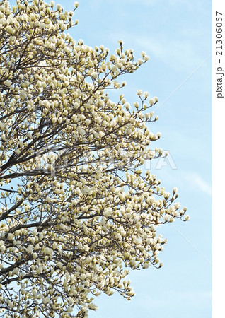 ハクモクレン(白木蓮) ハクモクレン(白木蓮) 21306057