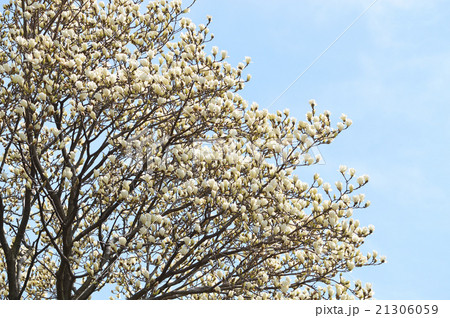 ハクモクレン(白木蓮) ハクモクレン(白木蓮) 21306059