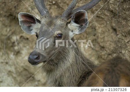 Portrait of a Sambar Deer 21307326