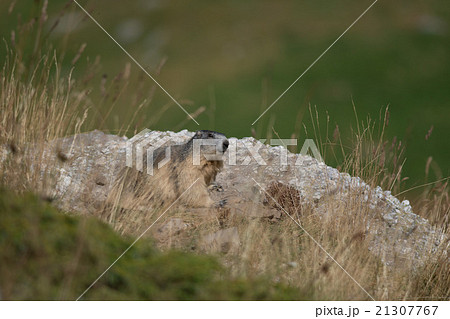 Alpine marmot Alpine marmot 21307767
