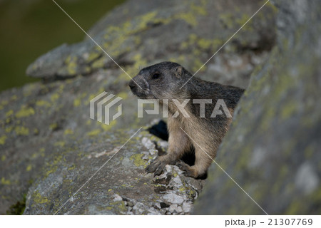 Alpine marmot Alpine marmot 21307769