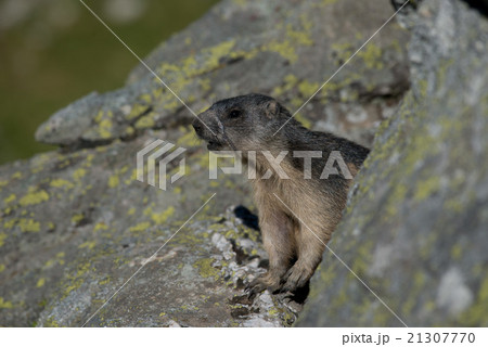 Alpine marmot 21307770