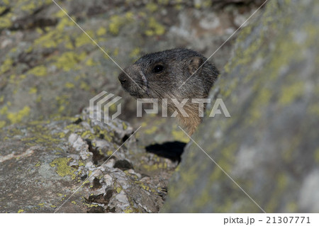 Alpine marmot 21307771