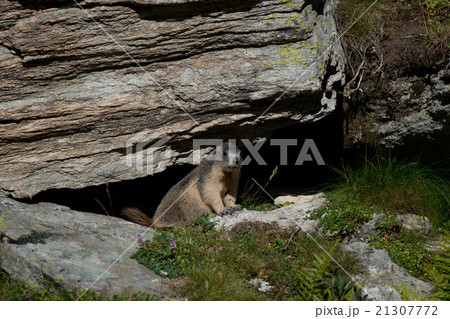 Alpine marmot 21307772