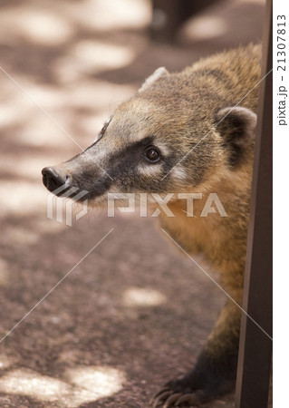 Snout of a Coati 21307813