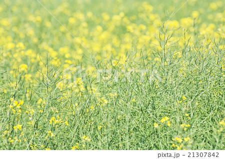 Seasonal rapeseed field, detailed agricultural photo 21307842