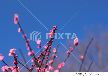 ピンク色の梅の花 ピンク色の梅の花 21307886