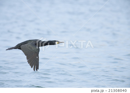 ウミウ飛翔 ウミウ飛翔 21308040