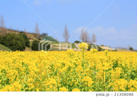 菜の花畑 菜の花畑 21308086
