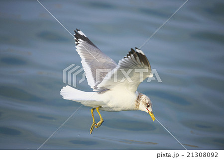 カモメ飛翔 21308092