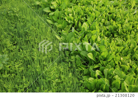 variety vegetable plants in growth at garden 21308120