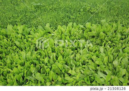 spring onion and lettuce crops grow at garden spring onion and lettuce crops grow at garden 21308126