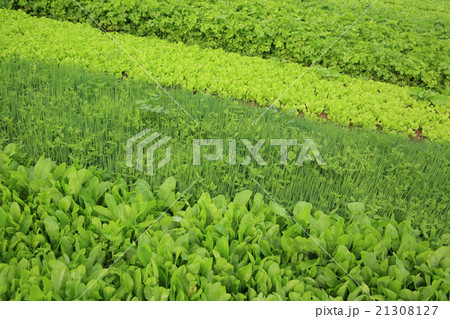 variety vegetable plants in growth at garden variety vegetable plants in growth at garden 21308127