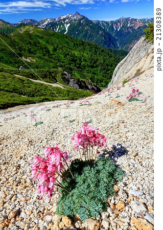 北アルプス・燕岳のコマクサと槍ヶ岳 21308389