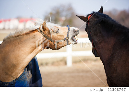The playful horses 21308747