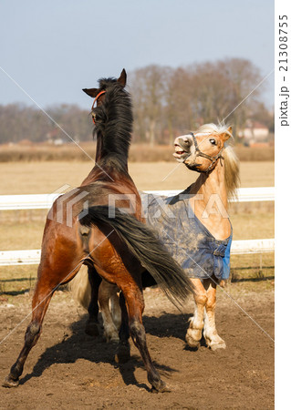 The playful horses 21308755