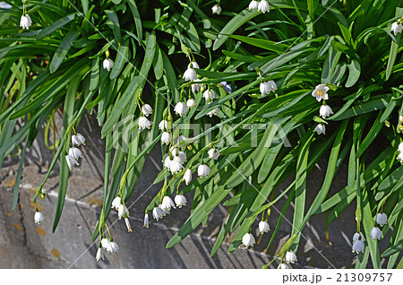 スノーフレーク（鈴蘭水仙） 21309757