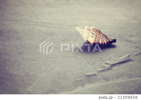Vintage toned shell on stone background. Vintage toned shell on stone background. 21309838
