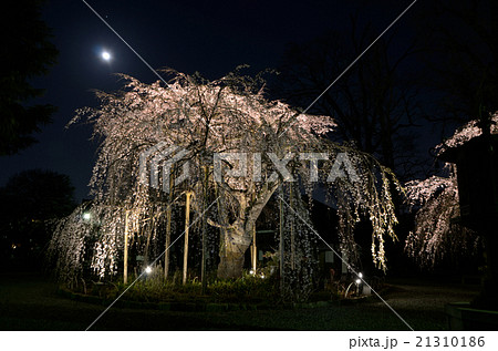 満月下に咲きほこる枝垂桜 満月下に咲きほこる枝垂桜 21310186